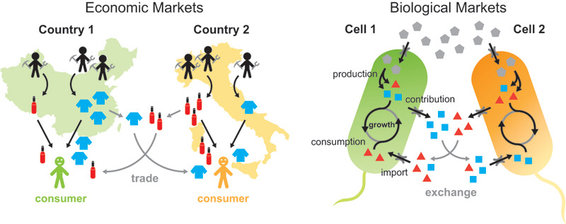 Similarities between economic markets and biological markets