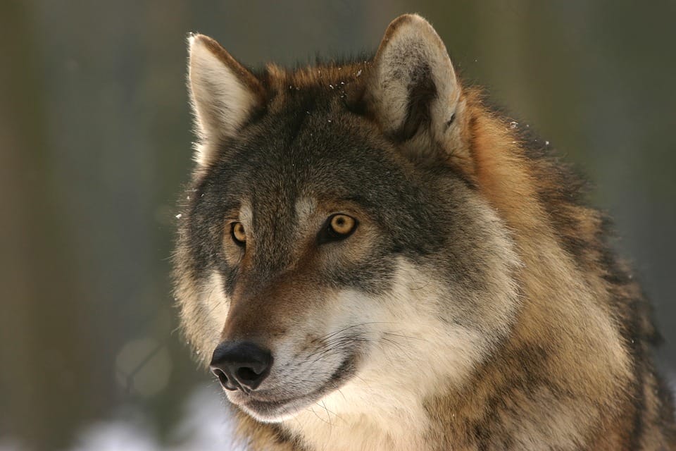 Image of wolf in the snow
