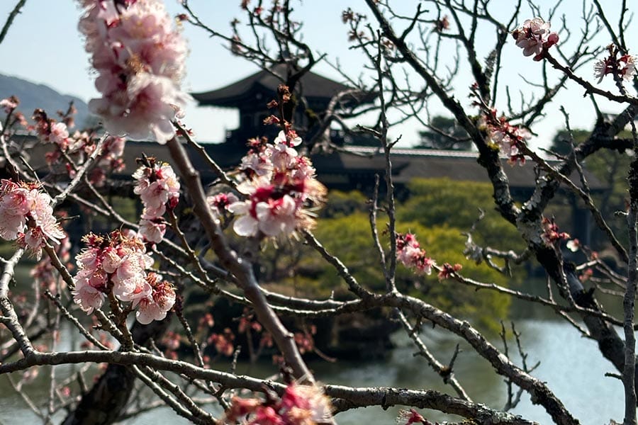 Blooming sakura tree and a pagoda on the background